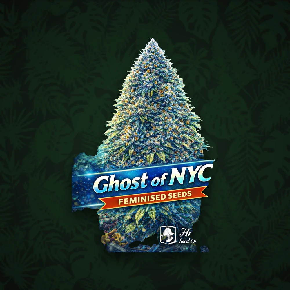HUMBOLDT Humboldt Seeds Company - Ghost of NYC - Feminisiert - 3 Stück